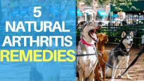 Natural Remedies For Dog Arthritis Pain: Top 5 Quick Treatments