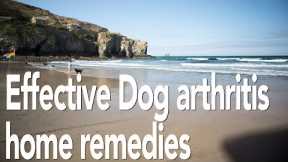 Dog arthritis treatment home remedy | All natural pain relief for dogs | Adrian