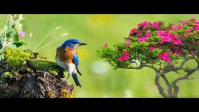 Beautiful Relaxing Music 🌿  Piano Music, Positive Energy, Study and Work Reduce Stress #12