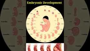 Development Of The Baby In The Womb Month By Month👶❤💞 Embryo and Fetal Development In Mother's Womb