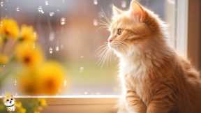 Beautiful Music to Reduce Stress for Cats🐈Stress Relief Music for Cats, Relaxing Music for Cats