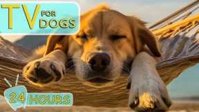 TV for Dogs: Music for Reduce Your Dog's Anxiety, Loneliness, Stress, Boredom and Hyperactivity