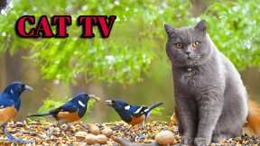 CAT TV  Soothing Music for Cats to Relieve Stress and Anxiety