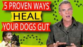 How to Improve Dogs Digestive System (5 Natural Ways To Heal Gut Health)