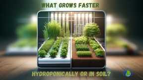 What Grows Faster Hydroponically Or In Soil Benefits of Hydroponic Growth Water Efficiency in Hydroponics Challenges of Hydroponic Growth Risks of System Failure in Hydroponics Growing Herbs In Soil Versus Hydroponically