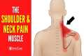 The Neck and Shoulder Pain Muscle