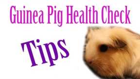 Piggie Health Check #15 ~ Quarantine And Tips