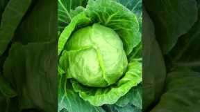 5 Benefits Of Cabbage #shorts #easy #health #hacks #tips