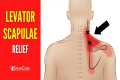 How to Fix Levator Scapulae Pain FOR