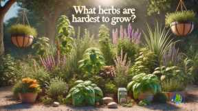 Best Practices for Herb Growth