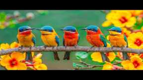 Melodies of Nature | Soothing Music to Relax the Mind, Reduce Stress | Exotic Birds | Calm