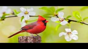 Instant Relief from Stress and Anxiety, Birds Singing in the Forest, Deep Healing Music for The Body