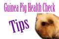 Piggie Health Check #15 ~ Quarantine