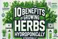 10 Benefits of Growing Herbs