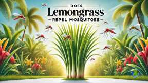 The Dual Benefits Of Lemongrass