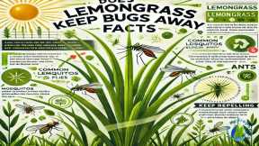 How To Use Lemongrass For Bug Repellent 