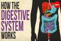 How your digestive system works -