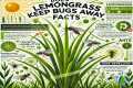 How To Use Lemongrass For Bug