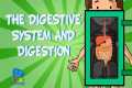 The digestive system and digestion |