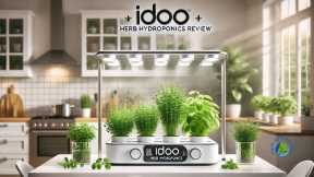 Selecting Suitable Herbs for IDOO Hydroponics