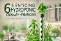 6 Enticing Hydroponic Culinary Herb