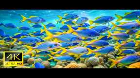 Aquarium 4K VIDEO UHD - Heal the Soul 💙 Reduce Anxiety, Stress, Colorful Fishes of the Ocean