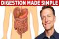 Your Digestive System Explained (in