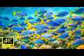 Aquarium 4K VIDEO UHD - Heal the Soul 