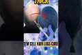 Stem Cell Hair Loss Cure?