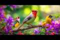 Reduce Stress: Bird Songs 🕊️🕊️🕊️