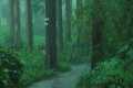 Listen to the rain on the forest path,