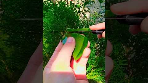 #aloevera #skincare #diy #hack #natural #trending #shorts #viral @DIYHealthSolutions #ytshort
