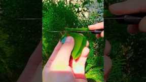 #aloevera #skincare #diy #hack #natural #trending #shorts #viral @DIYHealthSolutions #ytshort