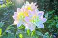 Great Relaxing Music, Reduce stress,