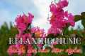 Relaxing music bring peace and reduce 