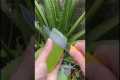 Aloe Vera Hack|Aloe Vera Cutting