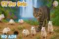 SPECIAL TV FOR CATS to Reduce