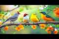 Birdsong 🕊️🕊️🕊️& Piano