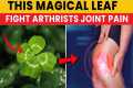 magical leaves That Fights Arthritis