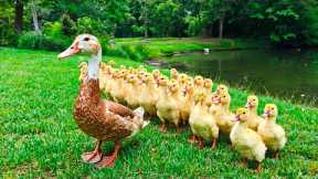 100% Relaxing Music Therapy 🍂 Stop Overthinking, Reduce Anxiety & Stress ~ Get Rid of All Fatigue #3