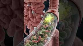 Your Gut's Secret War: The Battle Between Good and Bad Bacteria | Bio Anatomy Art | Gut Health
