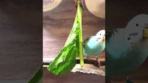 Happy Chirping Lovely Parakeet Budgie Birds, Nature Bird Songs, Reduce Stress #birds #pets #shorts
