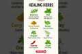 8 Healing Herbs You Should Use Daily