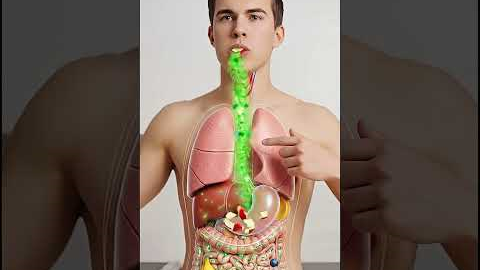 The Apple’s Hidden Path Through Your Body 🍎 | Full 3D Digestive System Animation