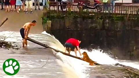 Brave Men Rescue Dog From Rushing River