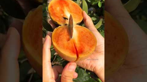 Daily Life Hacks 😉👋 #dailyhacks #hacks #shorts #youtubeshorts #foodfacts #amazingfacts #food