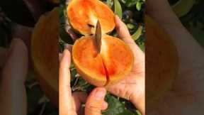 Daily Life Hacks 😉👋 #dailyhacks #hacks #shorts #youtubeshorts #foodfacts #amazingfacts #food