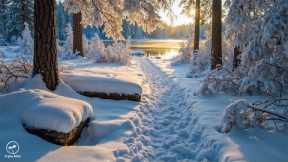 Peaceful Relaxing Music, Tranquil instrumental sounds to reduce stress ❄️The Wildlife of Winter