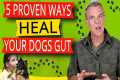 How to Improve Dogs Digestive System