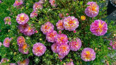 Beautiful Relaxing Music 2026 🌿 Stop Overthinking, Reduce Stress & Relax Deeply